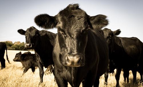 Angus Beef